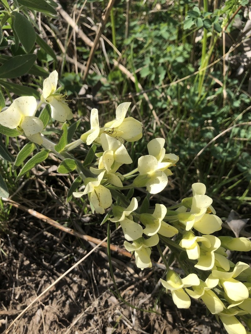 Baptisia leucophaea photo 4