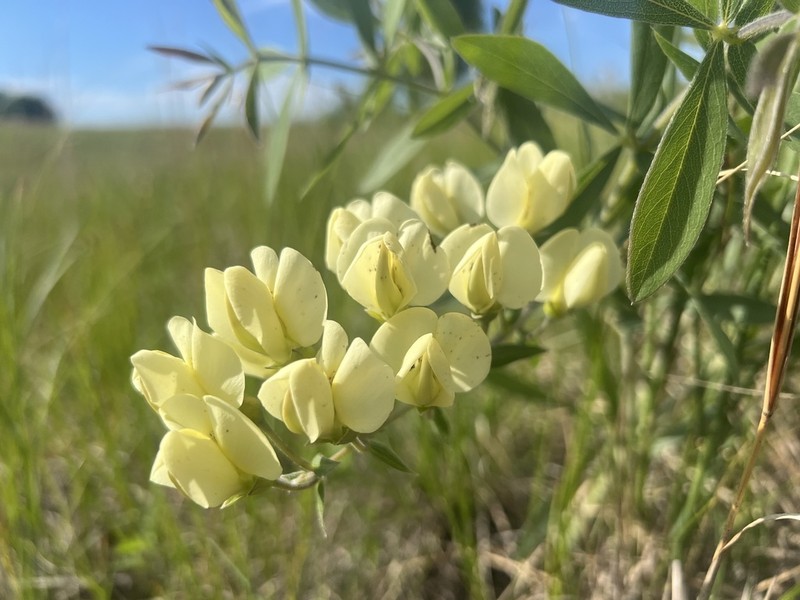 Baptisia leucophaea photo 5