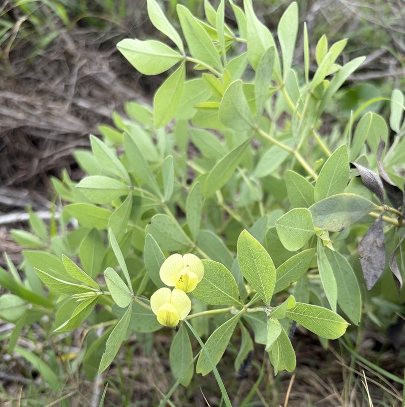 Baptisia leucophaea photo 7
