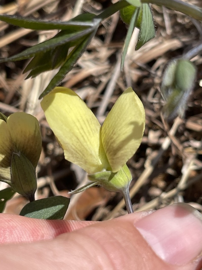 Baptisia leucophaea photo 8