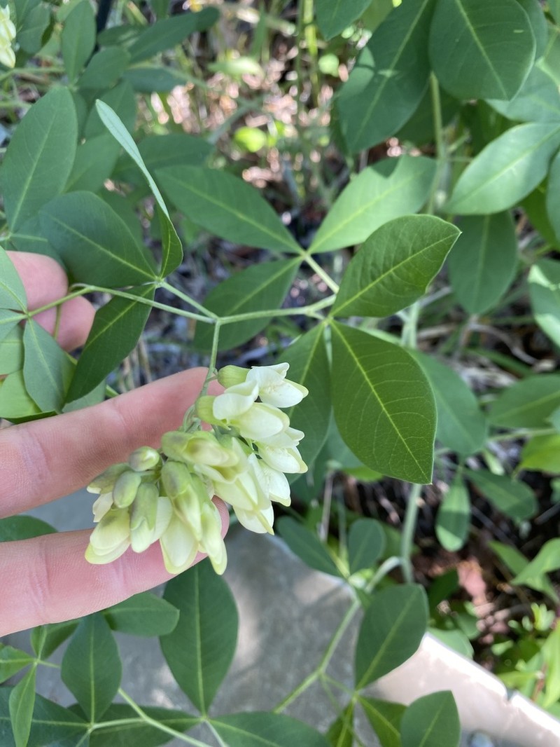 Apalachicola Wild Indigo