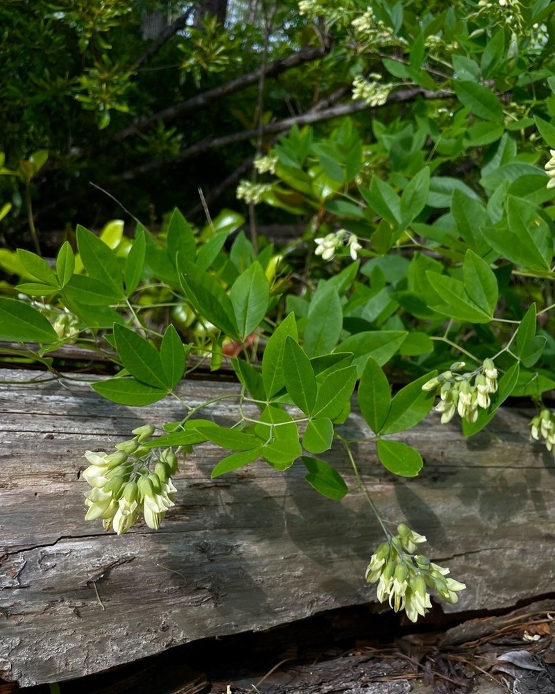 Apalachicola Wild Indigo photo 2