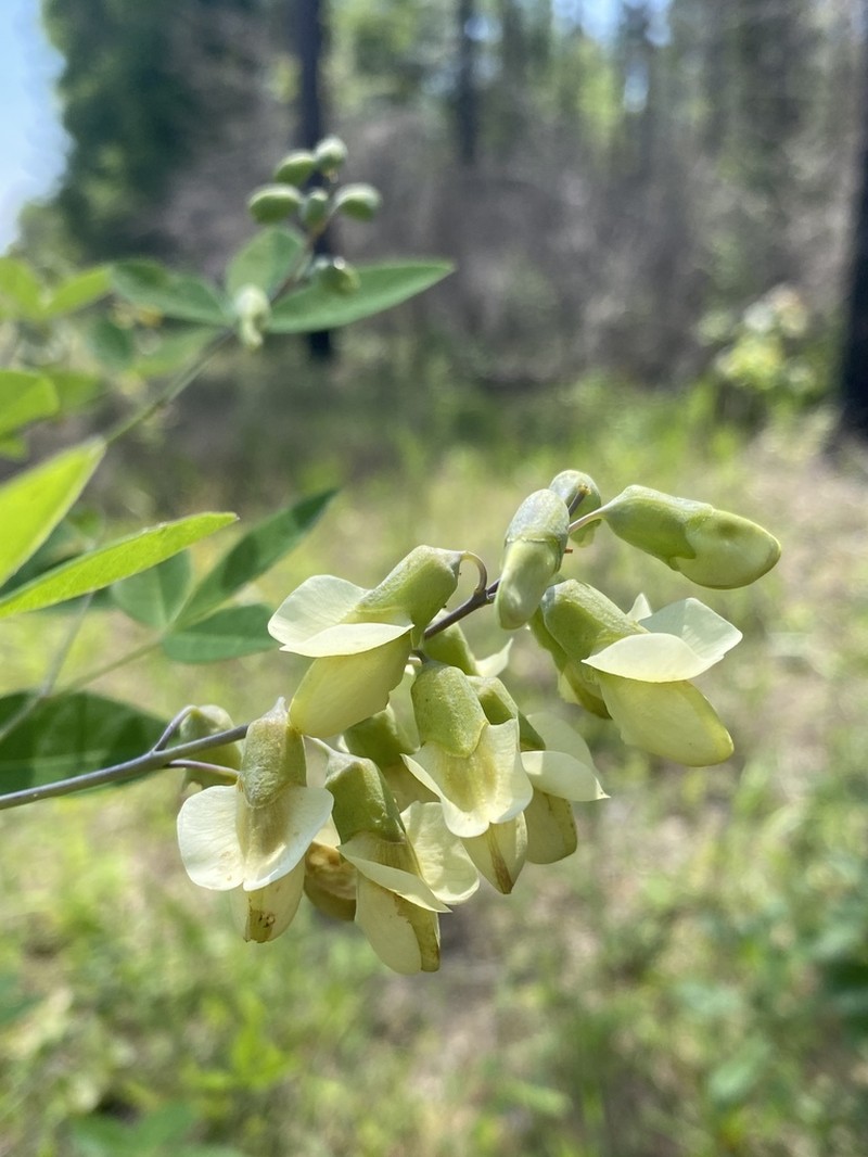 Apalachicola Wild Indigo photo 3