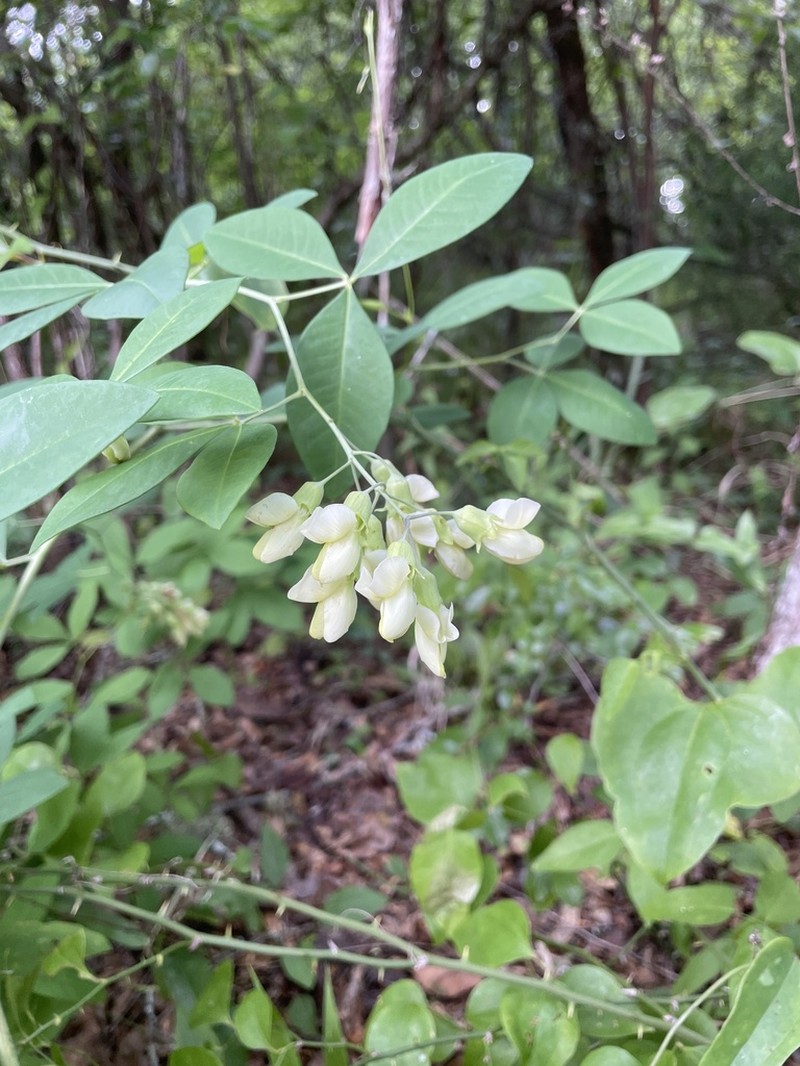 Apalachicola Wild Indigo photo 4