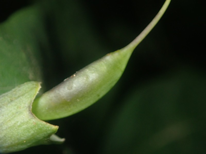 Apalachicola Wild Indigo photo 5