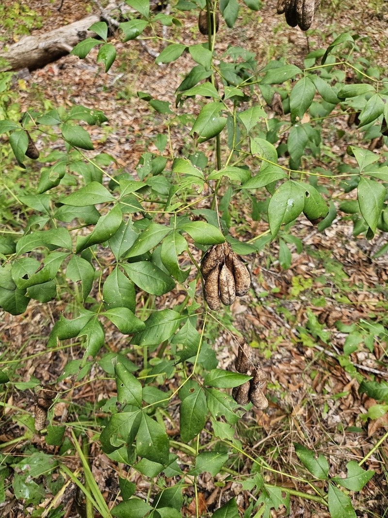 Apalachicola Wild Indigo photo 6