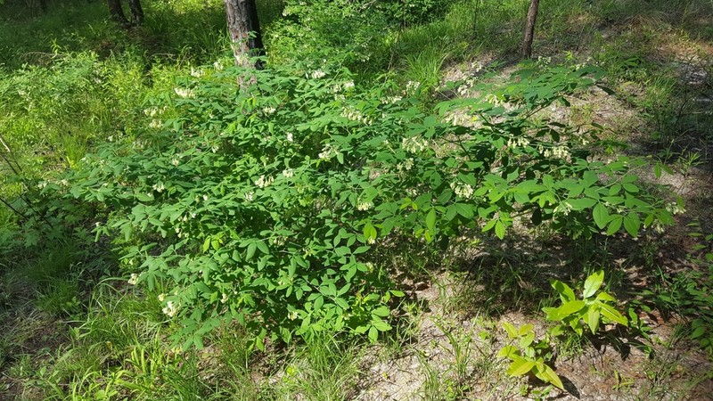 Apalachicola Wild Indigo photo 7