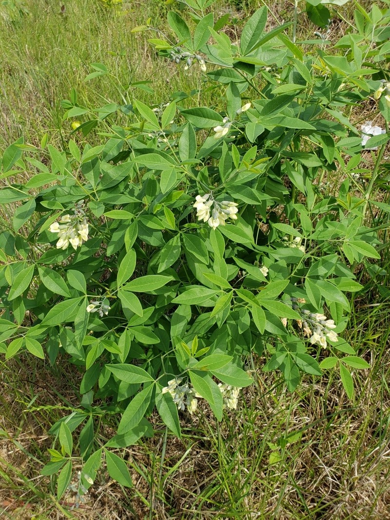 Apalachicola Wild Indigo photo 8
