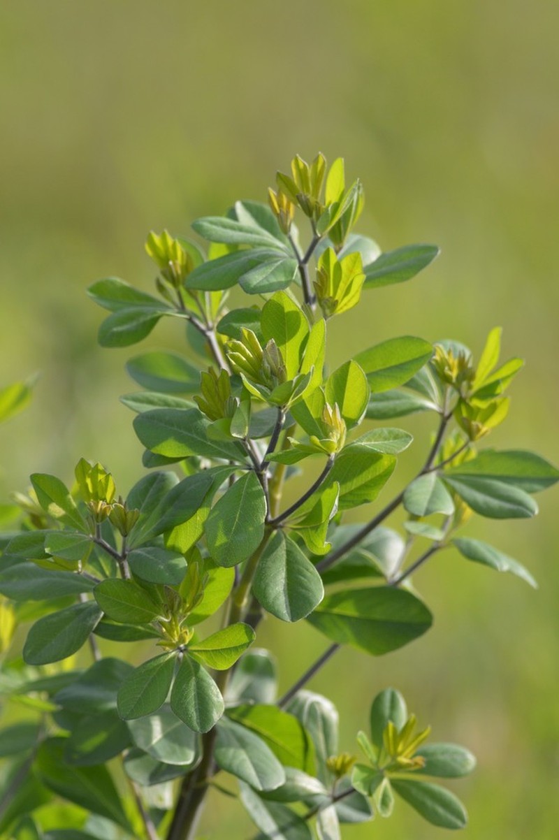 Nuttall's Wild Indigo photo 2