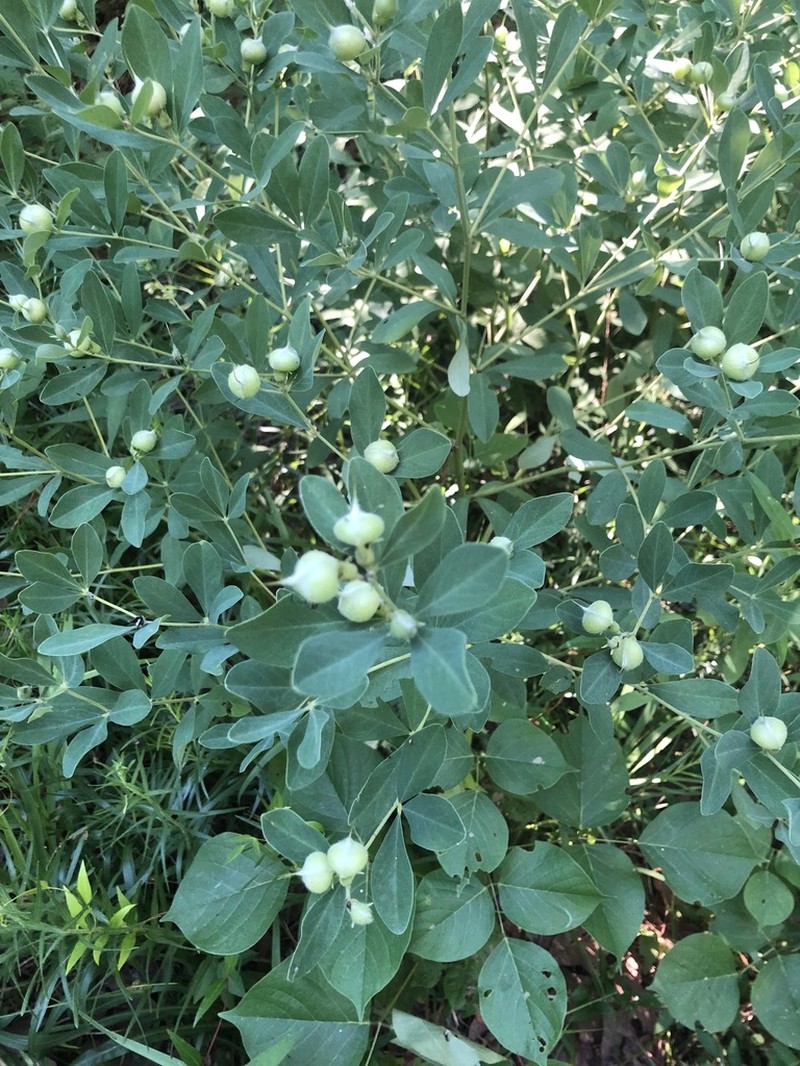 Nuttall's Wild Indigo photo 3