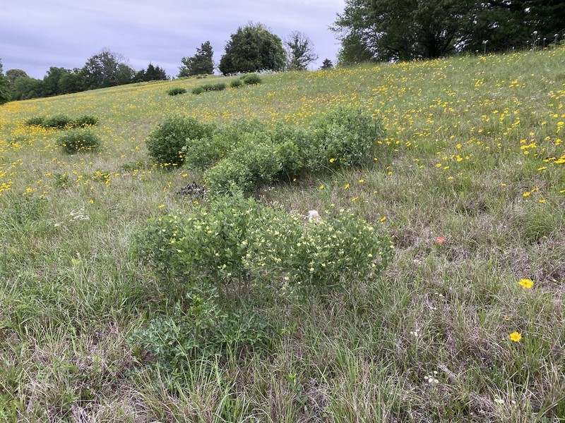 Nuttall's Wild Indigo photo 4