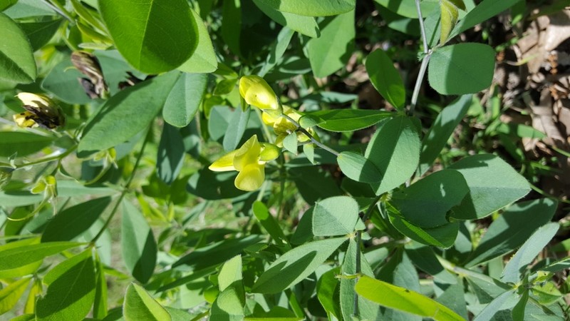 Nuttall's Wild Indigo photo 5