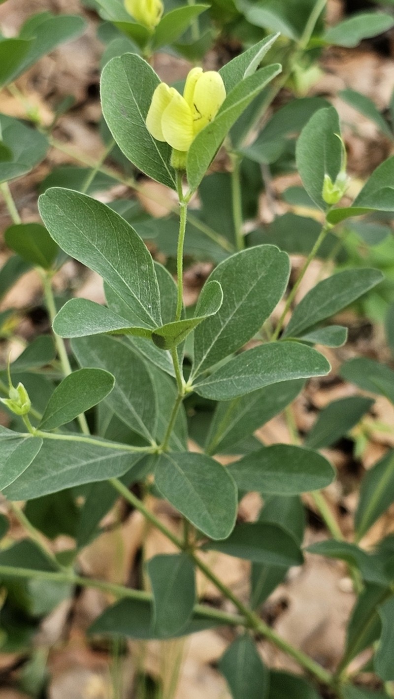 Nuttall's Wild Indigo photo 6
