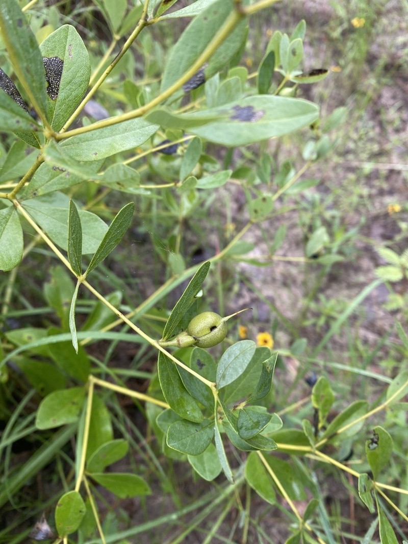 Nuttall's Wild Indigo photo 7