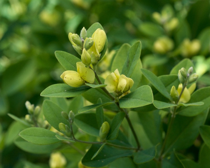 Nuttall's Wild Indigo
