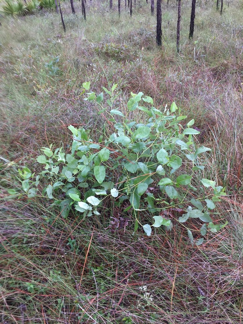 Scareweed photo 3