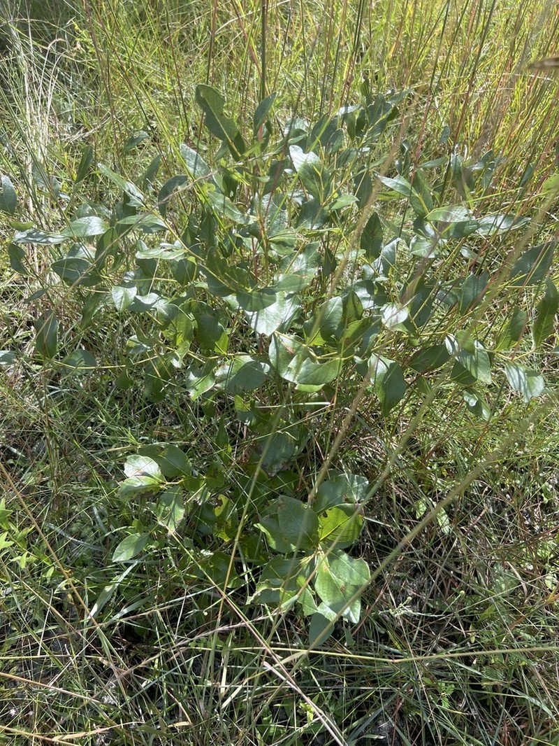Scareweed photo 4