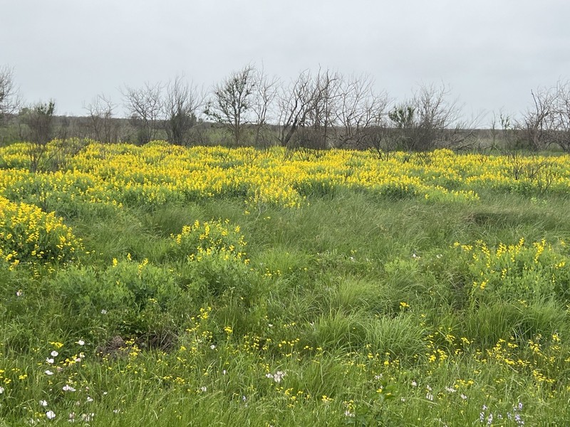 Yellow Wild Indigo photo 2