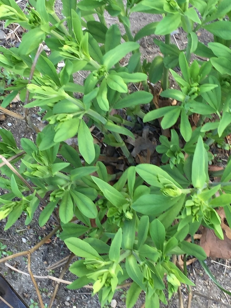 Yellow Wild Indigo photo 3