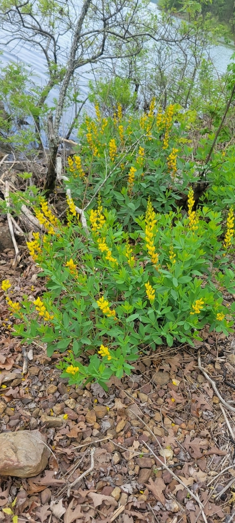 Yellow Wild Indigo photo 4