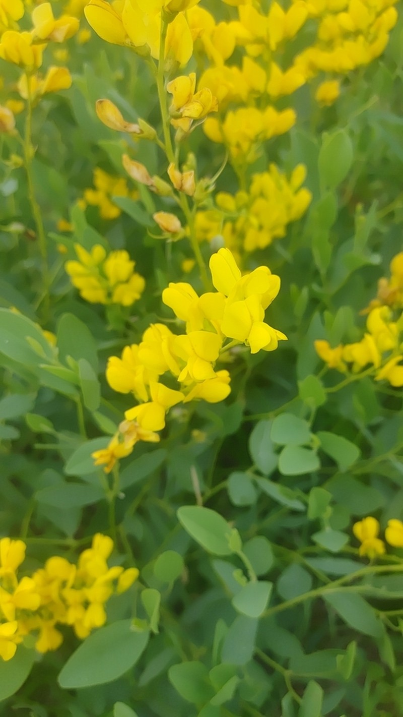 Yellow Wild Indigo photo 5