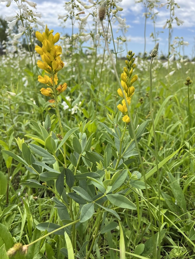 Yellow Wild Indigo photo 6