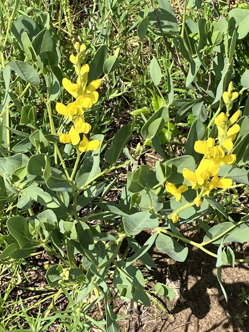 Yellow Wild Indigo photo 7