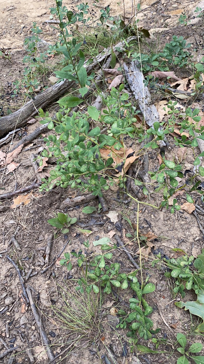 Horseflyweed photo 3