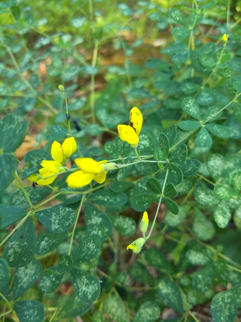 Horseflyweed photo 5
