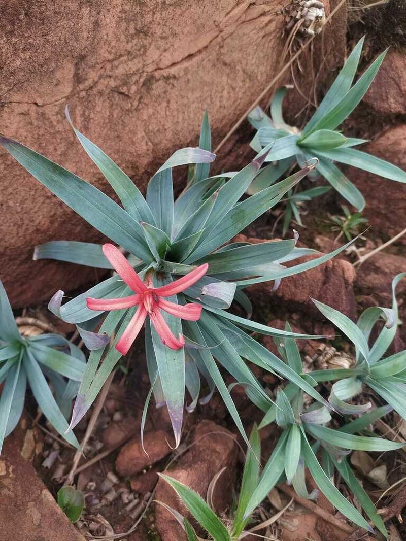 Barbacenia glaucescens
