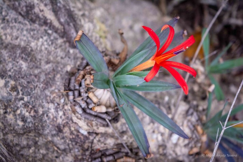 Barbacenia glaucescens photo 2