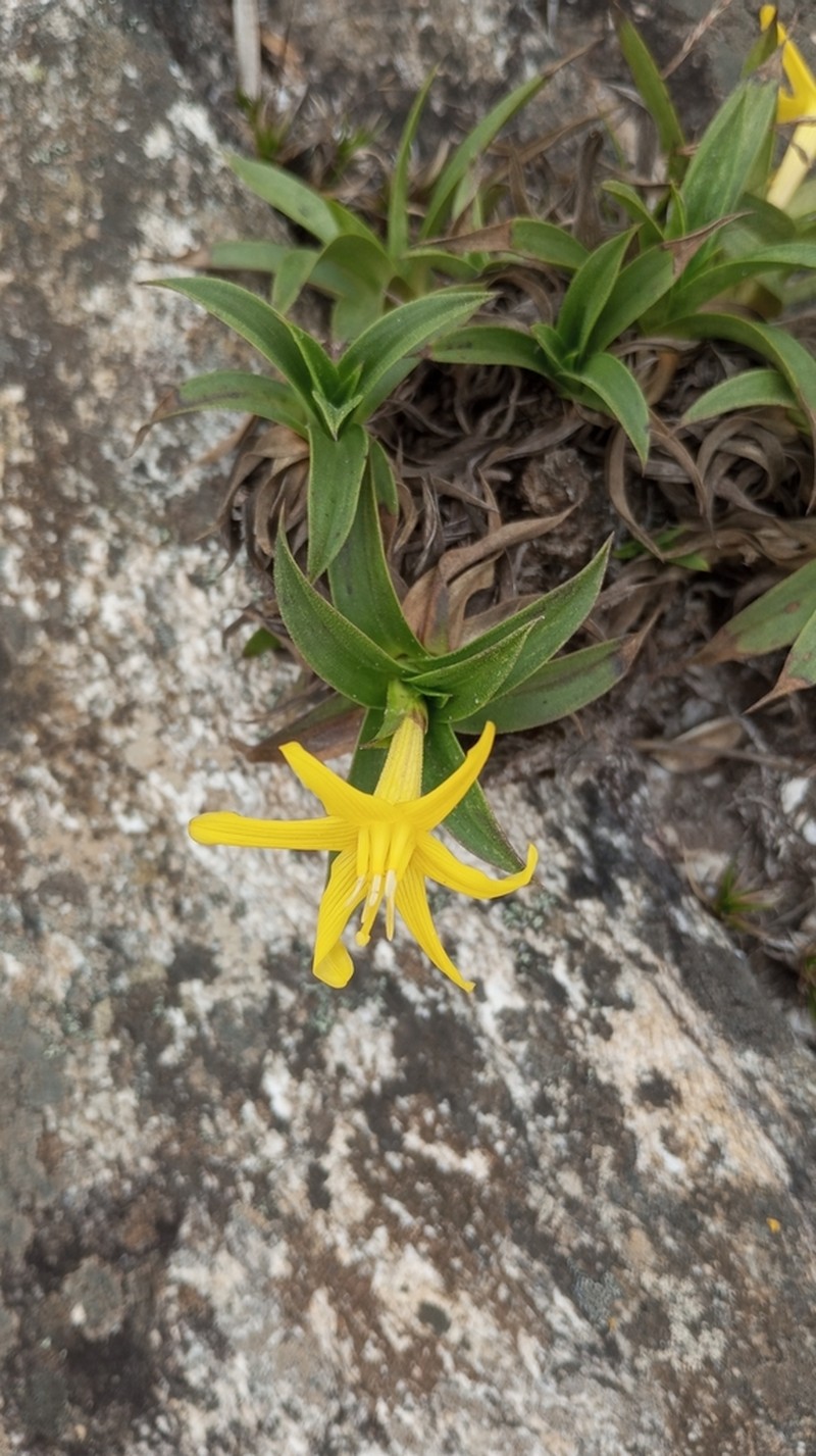 Barbacenia mellosilvae