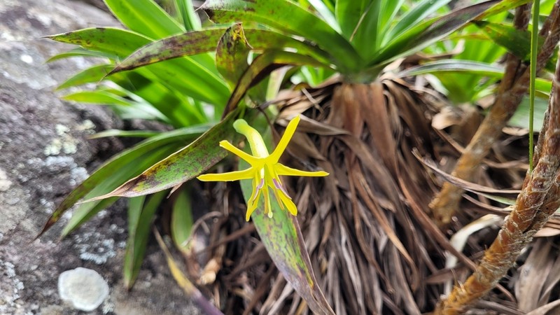 Barbacenia mellosilvae photo 2
