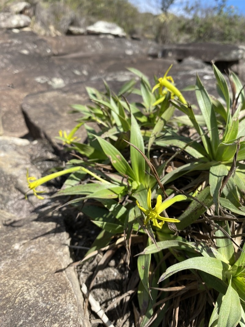 Barbacenia mellosilvae photo 3