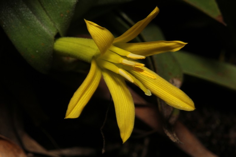 Barbacenia mellosilvae photo 4