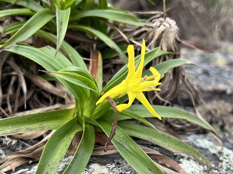 Barbacenia mellosilvae photo 5