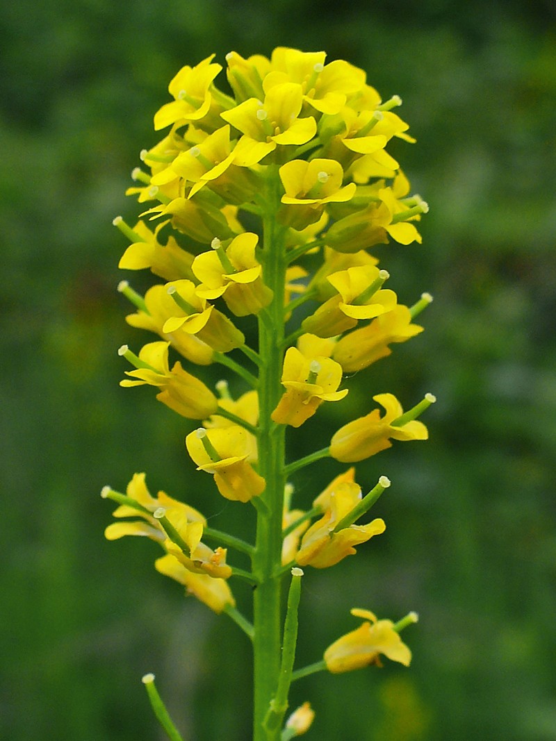 American Yellowrocket photo 2