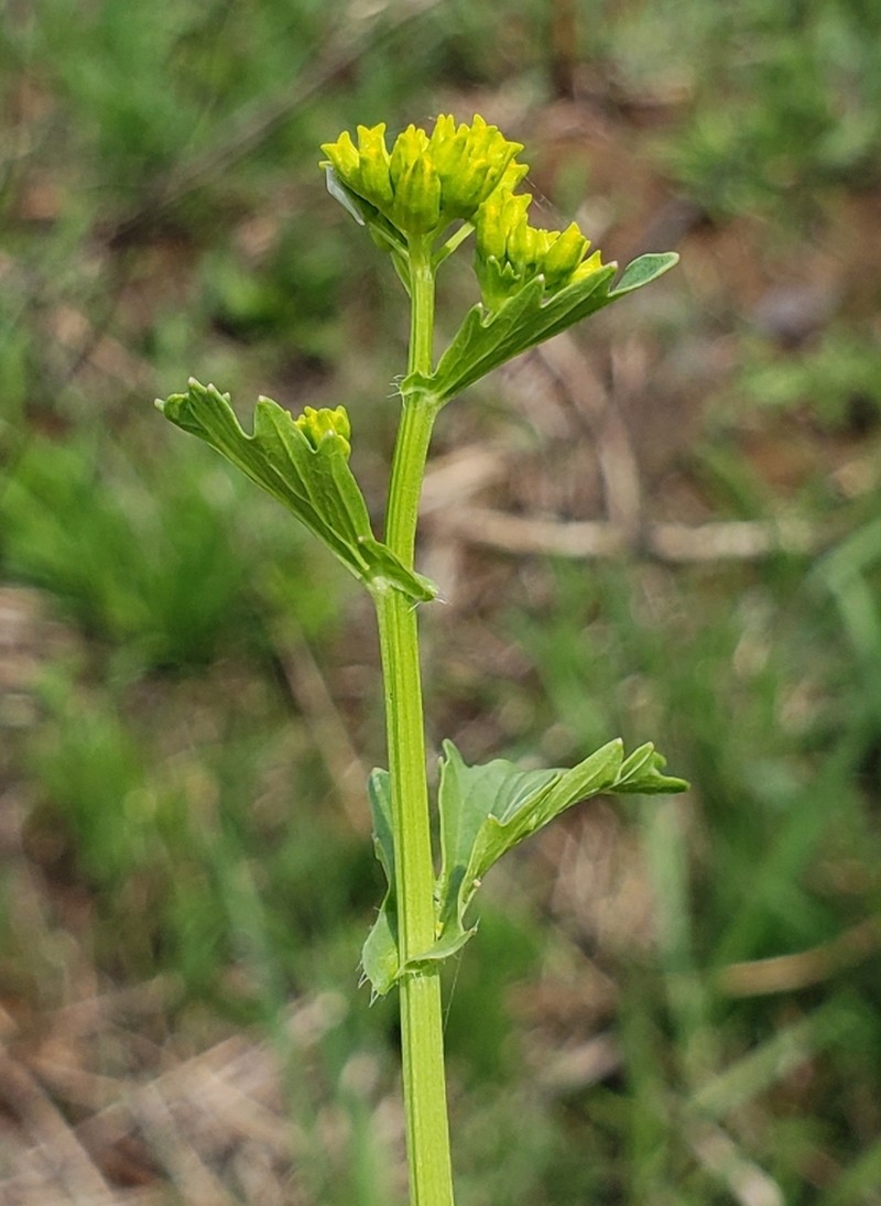American Yellowrocket photo 3