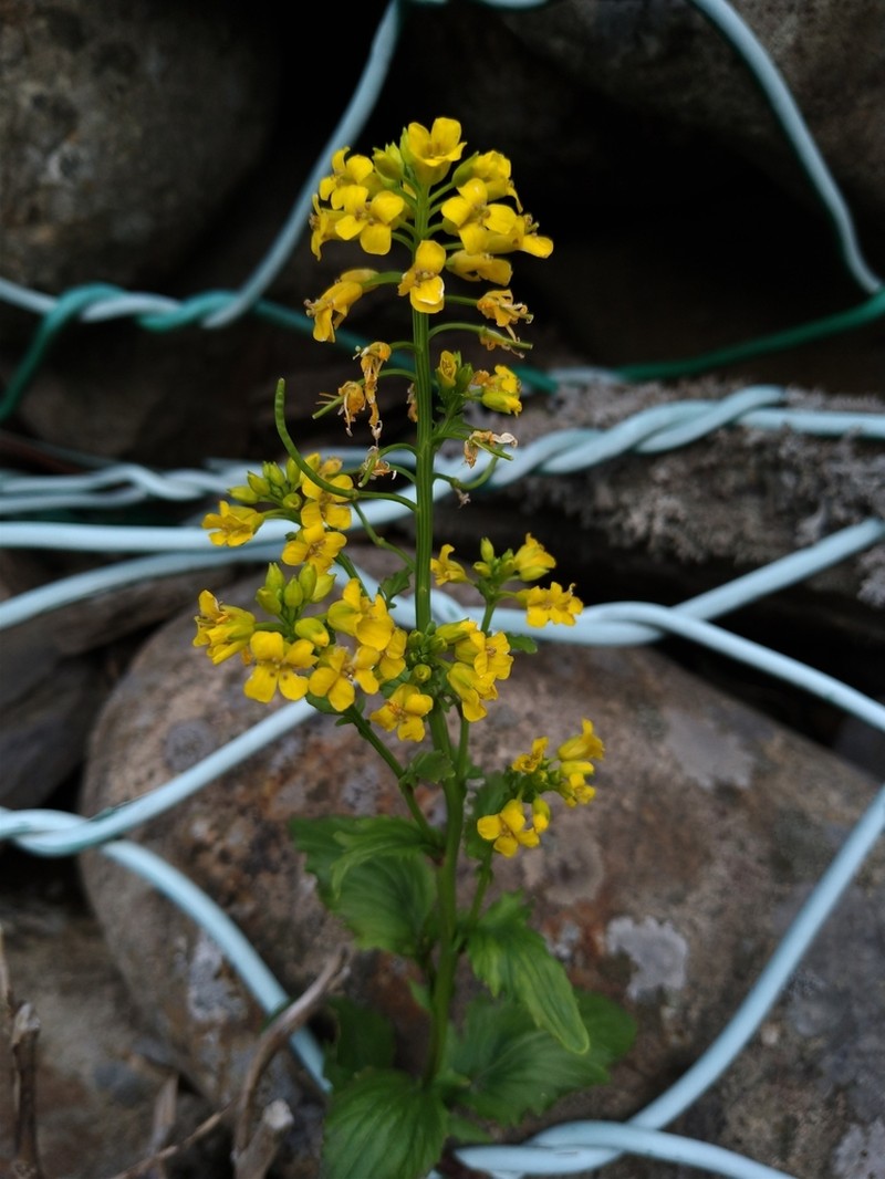 American Yellowrocket photo 4