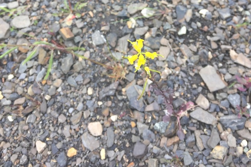 American Yellowrocket photo 5