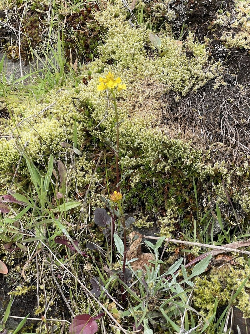 American Yellowrocket photo 6