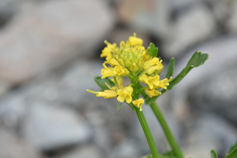 American Yellowrocket photo 7