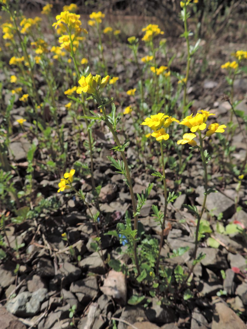 Early Yellowrocket photo 2
