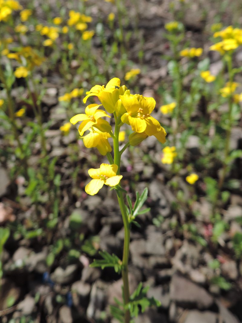 Early Yellowrocket photo 3