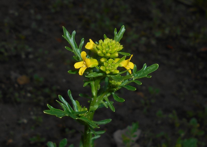 Early Yellowrocket photo 5