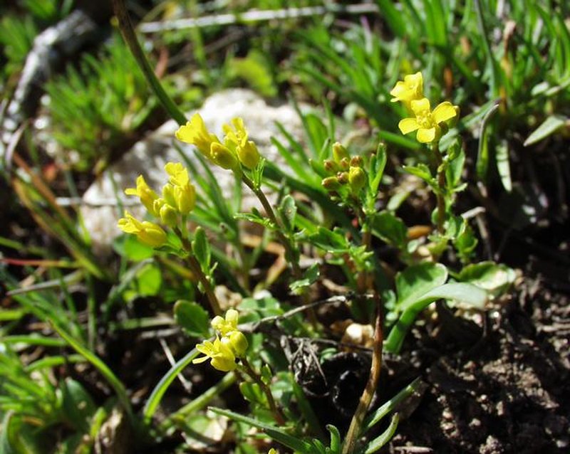 Early Yellowrocket photo 6