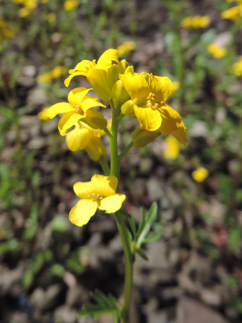Early Yellowrocket photo 7