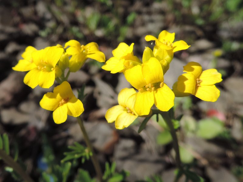 Early Yellowrocket photo 8
