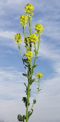 Garden Yellowrocket