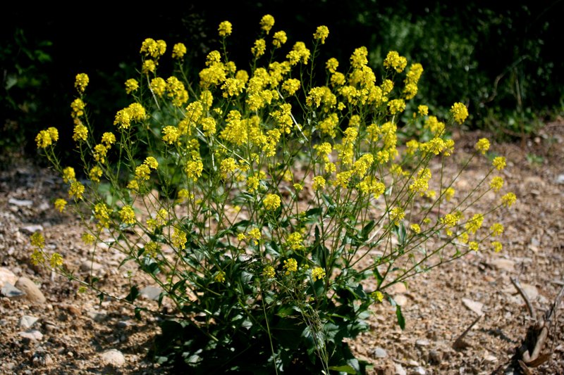 Garden Yellowrocket photo 2